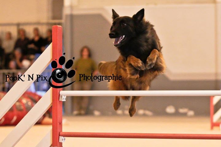 malinois
