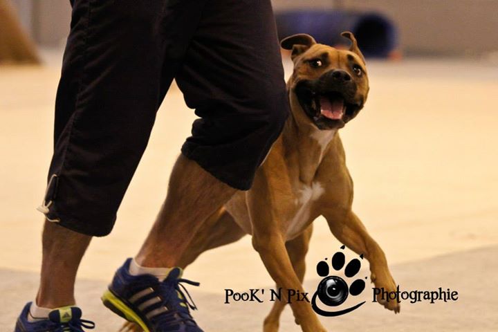 staffie