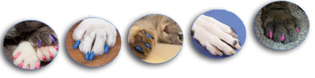 protege griffes pour chats et chiens
