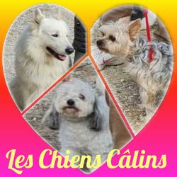 chienscalins