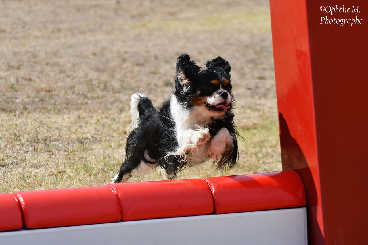 Concours d'agility de Teyran - 2 septembre 2023