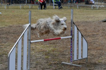 Concours agility du Club - 26 avril 2025