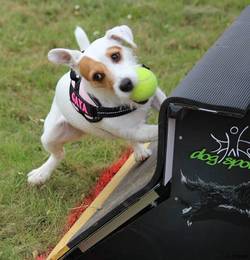 flyball